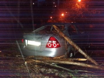 Непогода валила деревья на автомобили в Николаеве
