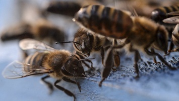 "ГМО-гербицид" Monsanto убивает пчел, выяснили экологи