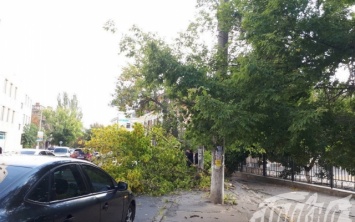 Около «Большевички» рухнувшая ветка дерева оборвала электропровода