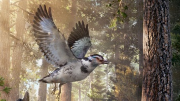 Китайские ученые нашли «промежуточное звено» в эволюции птиц