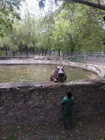 «И для фигуры полезно, и много интересного можно увидеть»: бегемотиха Рикки из Николаевского зоопарка освоила подтягивания