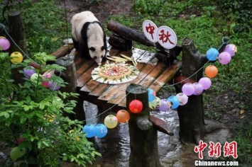 Украшения и торт: как панда-долгожитель отпраздновала свой 36-й день рождения (ВИДЕО)