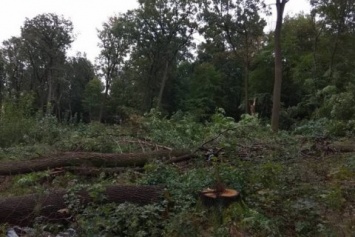 После драки "титушек" с местными и полицией в Буче застройщик все-таки вырубил лес