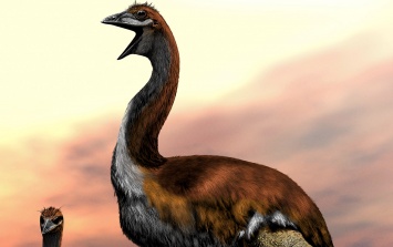 Ученые назвали крупнейшую птицу в истории