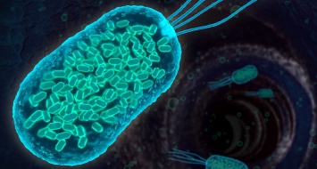 Гибернация бактерий как способ повышения толерантности к антибиотикам