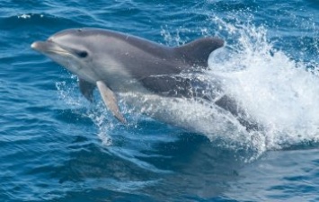 Причины гибели дельфинов Черного моря выяснит комплексная экспедиция