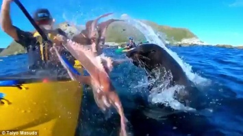 «Ейной мордой начала меня в харю тыкать»: морской котик швырнул туристу в лицо осьминога