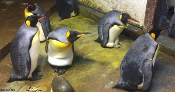 Пингвины-геи украли птенца у наивных родителей! Вот видео, как это было
