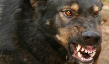 В Кирово-Чепецке собака напала на двух детей
