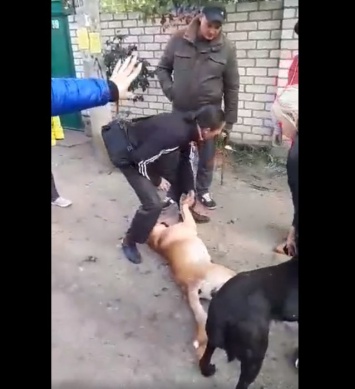 В Николаеве зоозащитники с криками отобрали собаку у сотрудников КП «Центр защиты животных». ВИДЕО