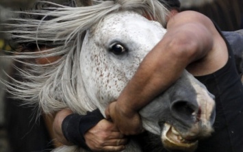 На Днепропетровщине живодеры расчленили лошадь