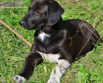 В Днепре ищет дом щенок с необычным рисунком на шерсти (Фото)