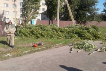 В Запорожской области женщину убило током из-за упавшей ветки дерева