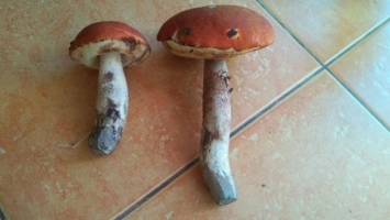 На Закарпатье - недостаток грибов, грибники разочарованы