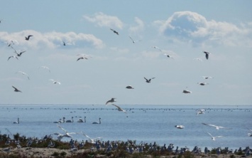На Херсонщине началось наблюдение за осенними миграциями птиц