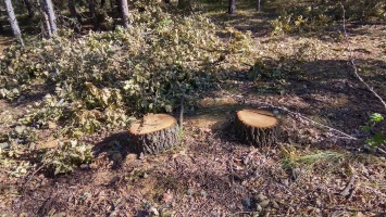На Николаевщине браконьеры спилили десятки дубов, но оставили на месте преступления чеки