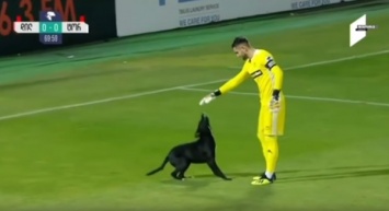 В Грузии радостный пес выбежал на поле во время матча и начал играться с футболистами. Видео