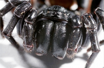 Ученые обнаружили пептид против рака в яде австралийских пауков