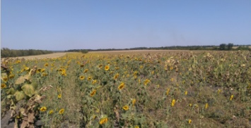 В Вознесенском районе аграрий самовольно засеял подсолнечником 22 гектара пастбищ