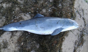 «Вот такая грустная находка»: на берег возле Лиман выбросило мертвого дельфина