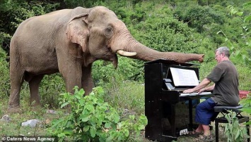Британский пианист играет Бетховена и Баха... слонам, которые проходят реабилитацию
