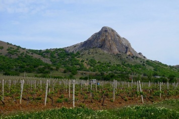 После аннексии площадь виноградников Судакской долины сократилась на 46%