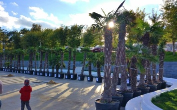 На Ланжероне пальмы и фонтаны отправляются зимовать (ФОТО)