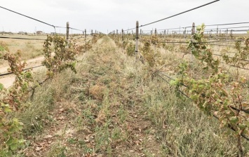 В МинТОТ заявили об уничтожении виноградников в Крыму