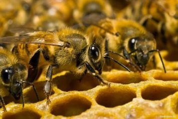 В Украине собираются усилить ответственность за отравление пчел химикатами