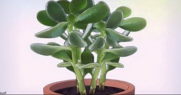 Есть одно уникальное растение, которое работает как магнит для положительной энергии