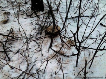 В Харьковской области старушка пыталась добиться справедливости и оказалась в лесу