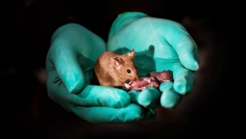 Биологи впервые вырастили мышей, имеющих двух мам