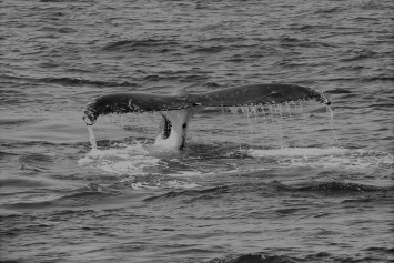 Биткоин-киты стабилизируют рынок, а не разрушают его: исследование