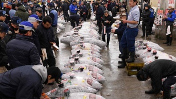 В Токио закрывают легендарный рыбный рынок «Цукидзи»