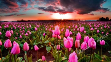 Под Одессой появится собственная долина тюльпанов