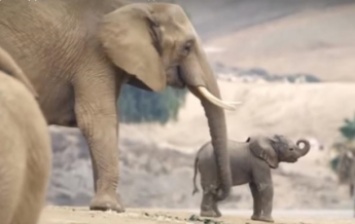 В зоопарке США родились два слоненка (видео)