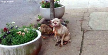 Курьер нашел собаку привязанной к дереву - и дал ее хозяину ценный урок!