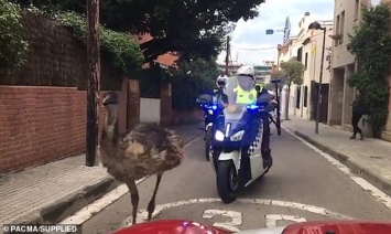 Догнали насмерть: сбежавший страус умер от стресса после преследования полицейскими Барселоны на мотоциклах