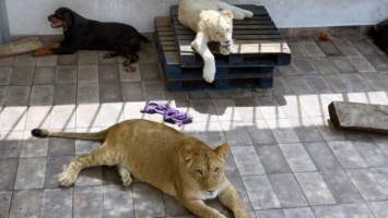 В Мексике мужчина отказывается отдавать своих трех домашних львов