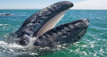 Разные популяции серых китов контактируют между собой
