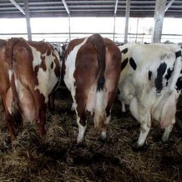 «Хватит есть»: Виновниками глобального потепления являются любители мяса и молока - ученые