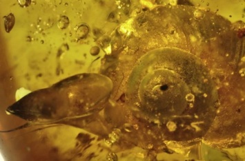 Ученые обнаружили в янтаре улитку возрастом почти 100 миллионов лет