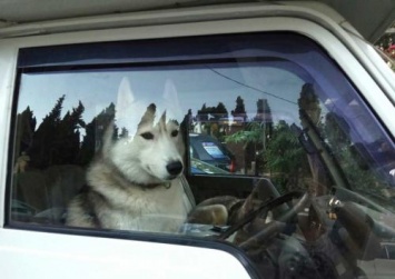 В Севастополе пес-автолюбитель никогда не нарушает ПДД