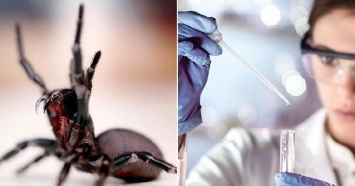 Ученые вылечили рак кожи с помощью яда австралийского паука