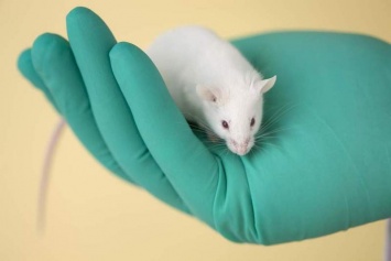 Компания-лидер по производству средств по уходу за человеческим телом поддержала всемирный запрет тестирования на животных