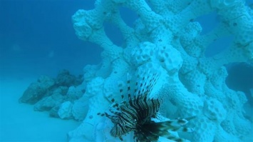Ученые напечатали на 3D-принтере коралловые рифы