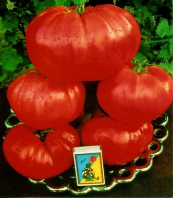 Под Днепром вырастили гигантские помидоры (ФОТО)
