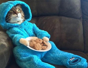 Госдеп США случайно разослал официальные приглашения с фото котика в пижаме