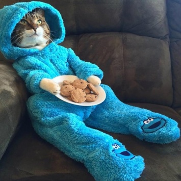 Госдеп США случайно разослал приглашения на несуществующую встречу с картинкой кота в пижаме