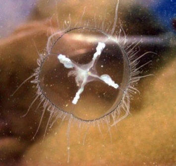 Редкий вид медуз найден в пресном озере на территории Китая